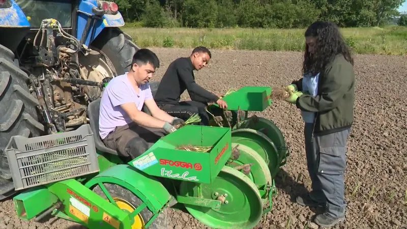 Dans le champ, trois apprentis maraîchers récoltent les produits et apprennent à utiliser les machines