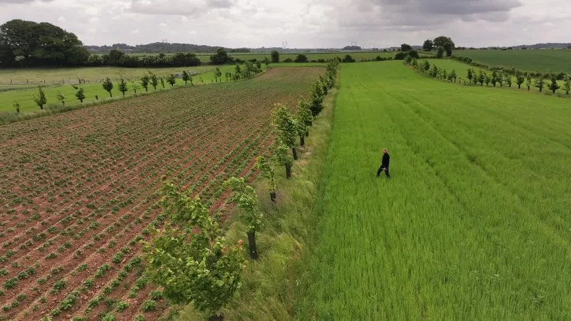 Jérôme Hochin, paysan en agroforesterie, parcourt son exploitation de Fosseux, dans le Pas-de-Calais : ses champs sont d’une verdure impeccable.
