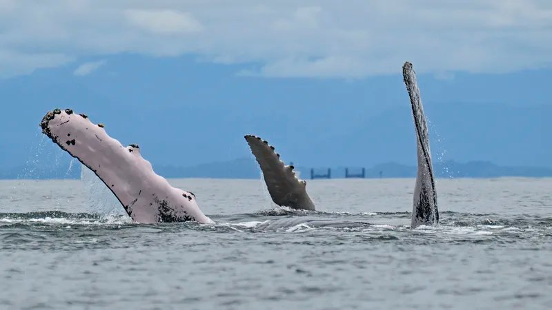 Two humpback whales off the coast of Colombia