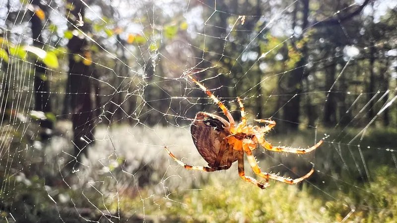 Une araignée sur sa toile en automne 