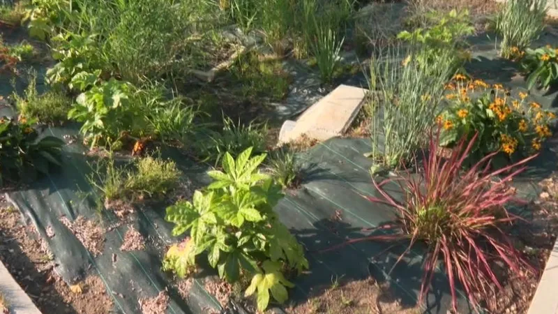 Les élèves et professeurs disposent d'un potager situé dans la cour de l'établissement